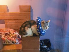 -喵屿·大理花园猫咖