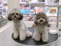 -BABYDOG宝贝狗宠物乐园(欧洲城店)