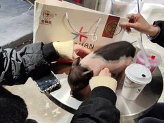 -浣熊柯尔鸭土拨鼠·电玩咖