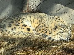 -青藏高原野生动物园