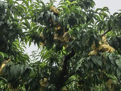 -老袁家蜜桃农场·阳山水蜜桃