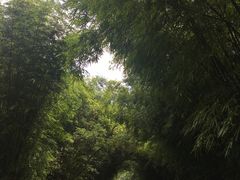-开平碉楼文化旅游区马降龙景区