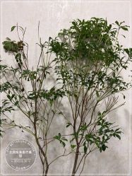 -北京炫美医疗美容
