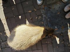 -上海野生动物园老虎餐厅