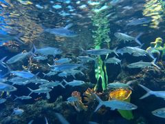 -华夏文旅海洋公园