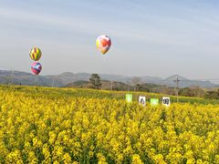 -桑洲油菜花景区