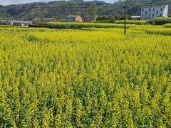 -桑洲油菜花景区