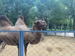 -长白岛森林公园