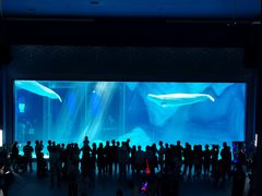 -上海海昌海洋公园-冰山北极馆