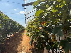 -马陆小张葡萄园农家乐