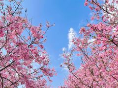 -天适樱花悠乐园