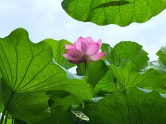 -陈家山荷花公园