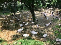 -吉隆坡雀鸟公园
