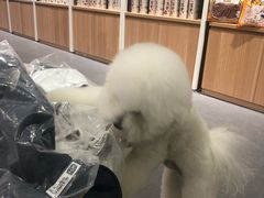 -宠物家(双井店)
