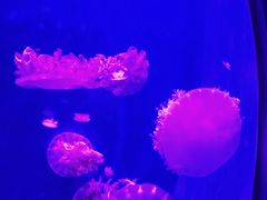 -临沂极地海洋王国