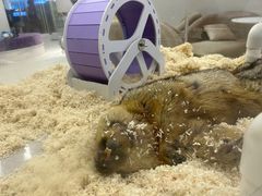 -怪兽屋·羊驼·猫咖·狗咖(俊华广场店)