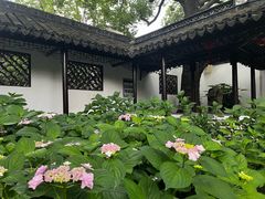 -上海醉白池公园