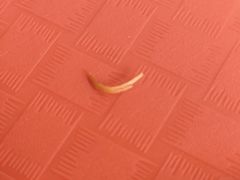 -超意兴·把子肉(省博物馆店)