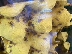 -酷以爬仙阁实体爬宠店·守宫·蜥蜴·专业繁育