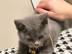 -瑞鹏宠物医院·超声·骨科·奇麟分院(蜀都万达店)