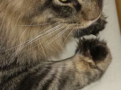 -鼓捣猫呢主题猫咖店