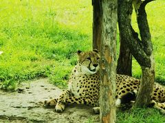 -北京野生动物园