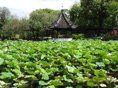 -上海醉白池公园