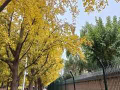 -三里屯东五街银杏大道