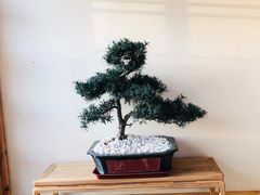 -五龙城郊森林公园
