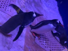 -暹罗海洋世界