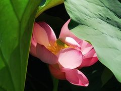 -国家植物园