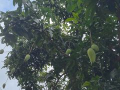 -云溪植物园