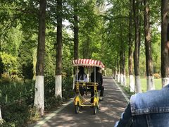 -合肥滨湖国家森林公园