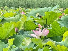 -野鸭湖国家湿地公园