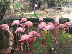 -清迈夜间动物园