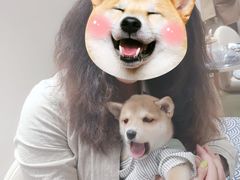 -逗柴咖啡屋·狗咖猫咖宠物桌游