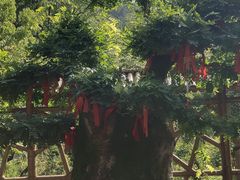 -长兴慧子土特产茶行