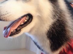 -Husky Go! 哈士奇体验馆·宠物咖啡厅狗咖