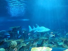 -西雅图水族馆