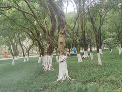 -龙头寺公园