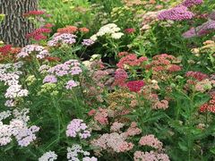 -安徽阜阳卷馍(西单店)