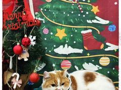 -Pets First伊珊娜洗护·精致美容·家庭式寄养(新会路店)