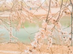 -桃花堤公园