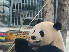 -武汉动物园