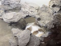 -白兔子密室(长寿路店)