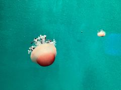 -福州罗源湾海洋世界旅游区