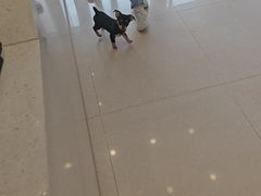 -瑞鹏宠物医院(大运分院)