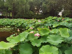 -陈家山荷花公园