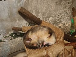 -Zoolung Zoolung动物主题公园(海信广场店)