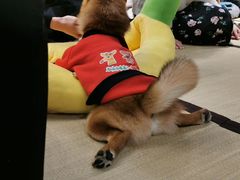 -逗柴咖啡屋·狗咖猫咖宠物桌游